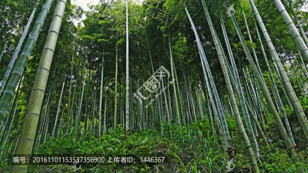 竹林