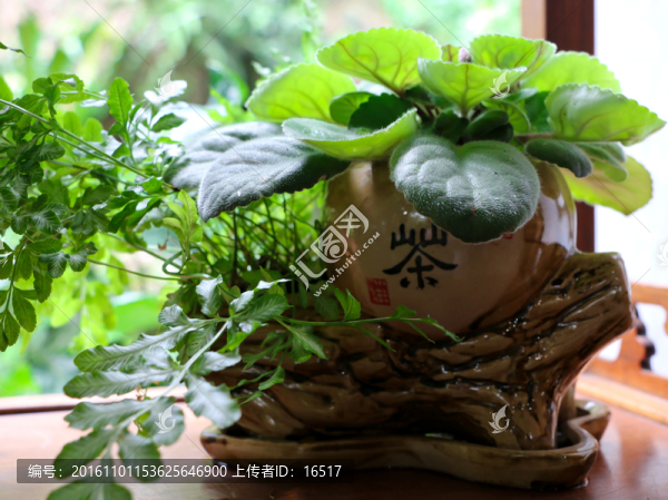 盆栽小景觀