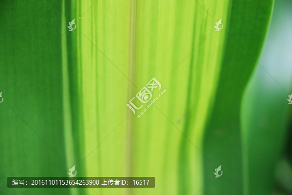 黃綠背景實(shí)拍