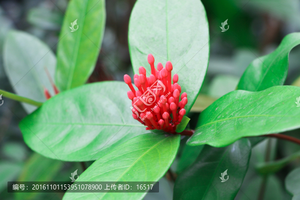 含苞待放的仙丹花