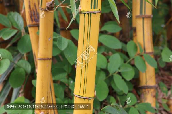 黃竹特寫
