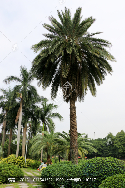 公園的大棕樹