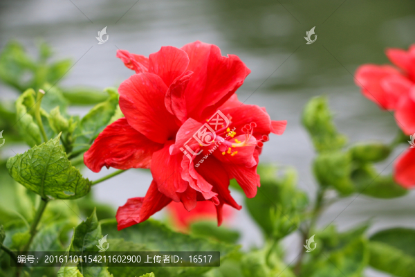 大紅花側(cè)顏