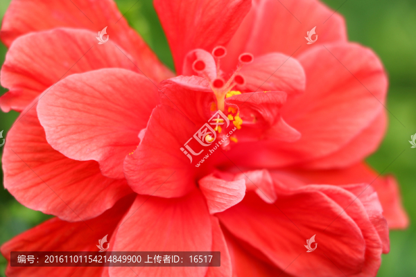 大紅花特寫