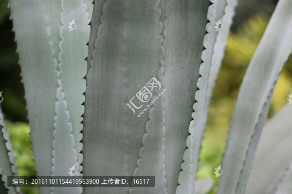 熱帶植物,特寫