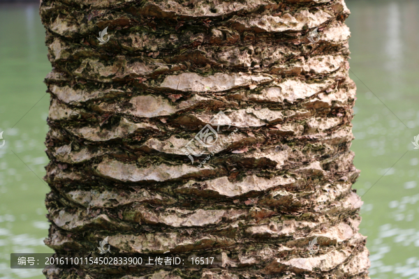 鐵樹,樹干
