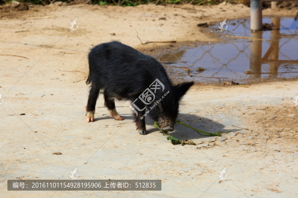藏香豬