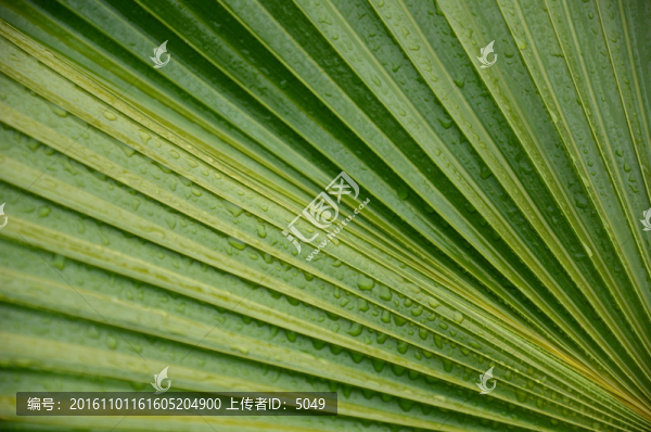 綠色植物