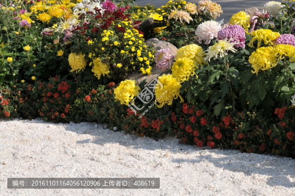 菊花