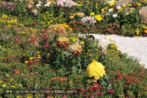 菊花
