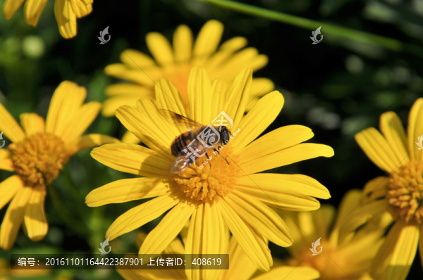 非洲菊