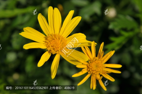 非洲菊