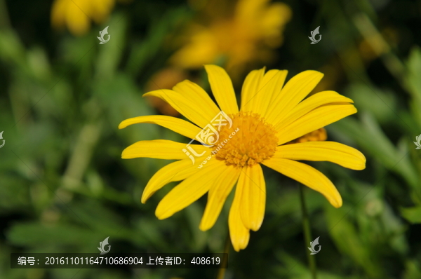 非洲菊
