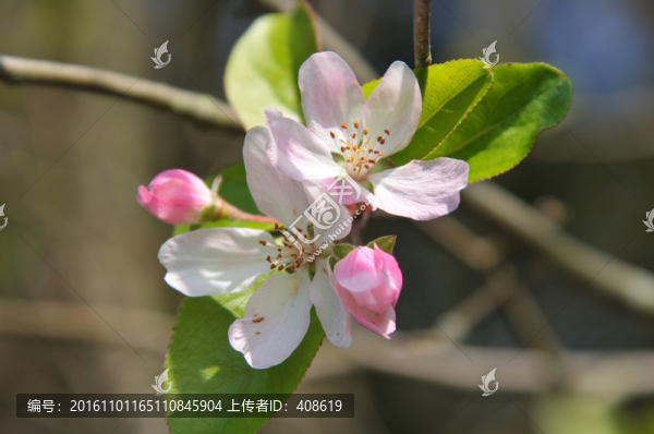 櫻花