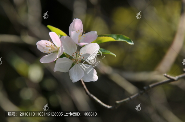 白色櫻花