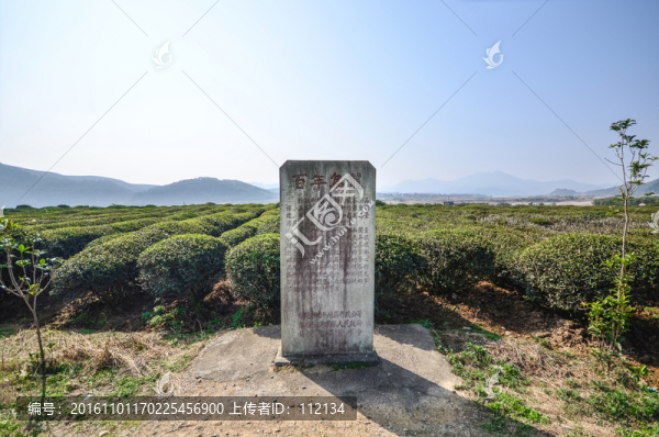 百年烏龍茶園,矮腳烏龍
