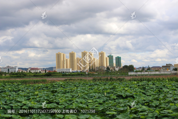 風景,天空,高樓,荷葉