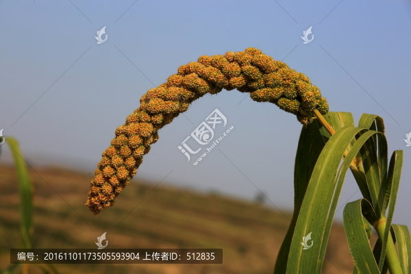 谷子