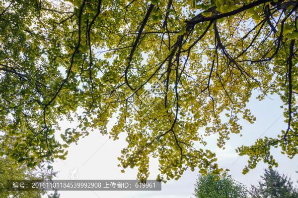 銀杏樹樹枝-匯圖網(wǎng) www.fosd68.com 銀杏樹樹枝