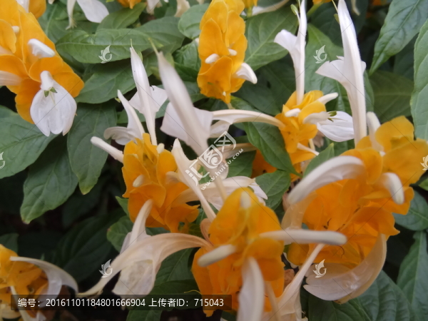 黃色花