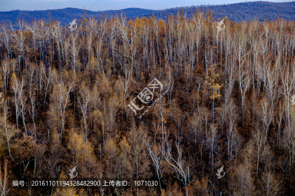 晚秋,大興安嶺