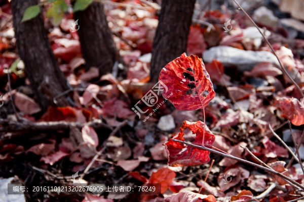 深秋紅葉落葉