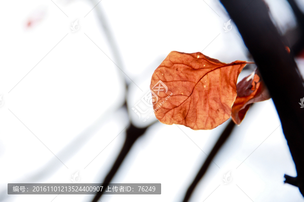 深秋紅葉