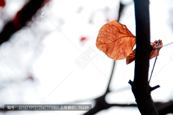 深秋紅葉