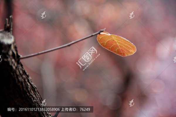 深秋紅葉