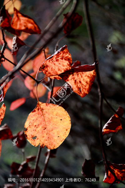 深秋紅葉