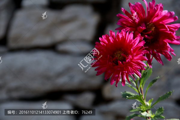 深秋雛菊