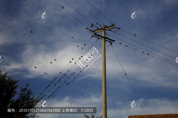 鳥(niǎo)群