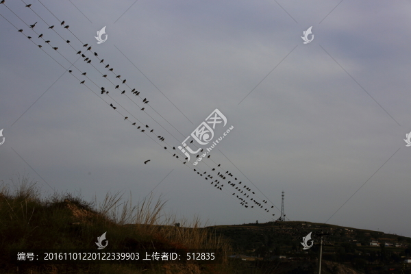 鳥群