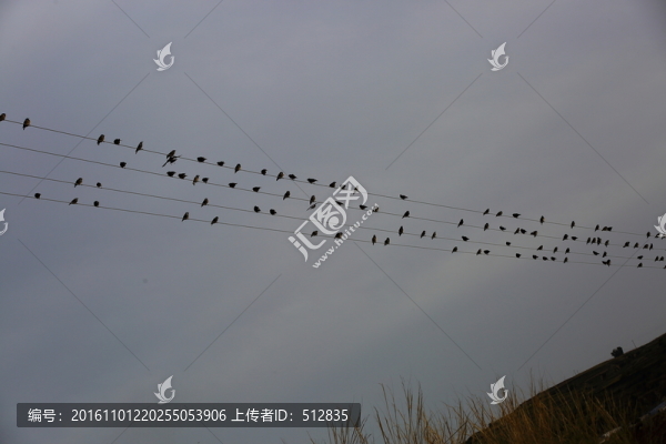 鳥(niǎo)群