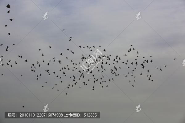 鳥群