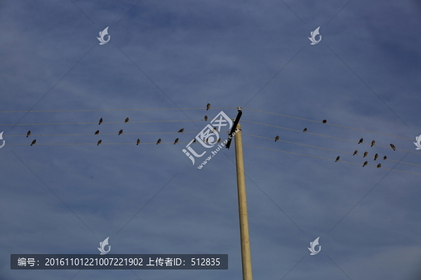鳥(niǎo)群