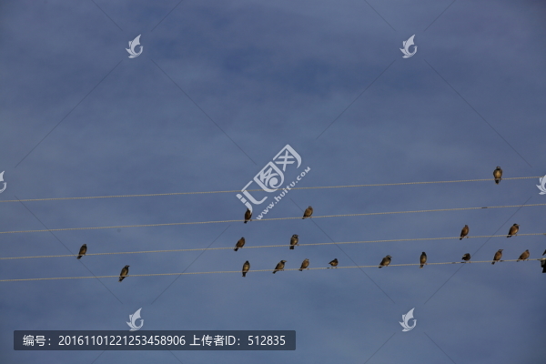 鳥