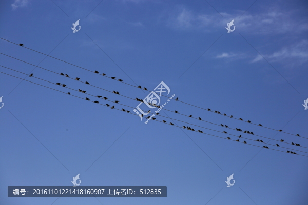 電線上的鳥群