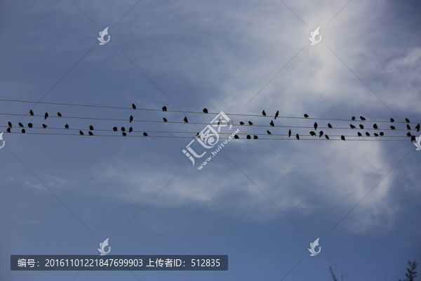 電線上的鳥(niǎo)群
