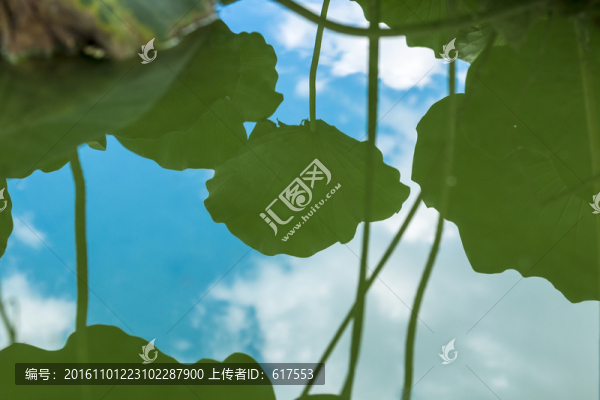 湖面荷葉倒影