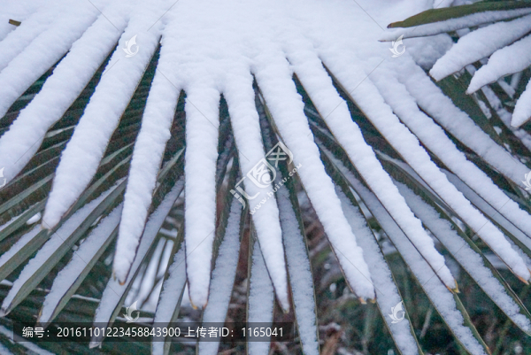 雪