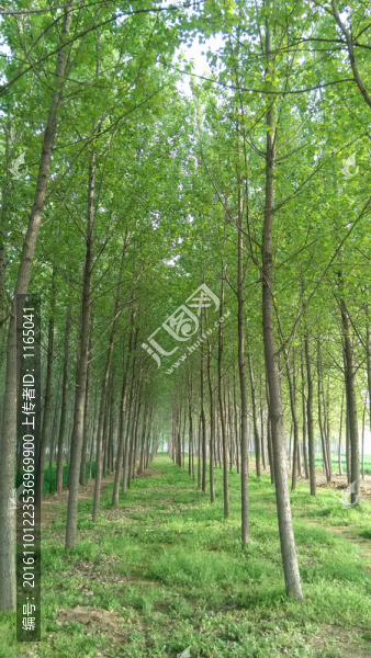楊樹林