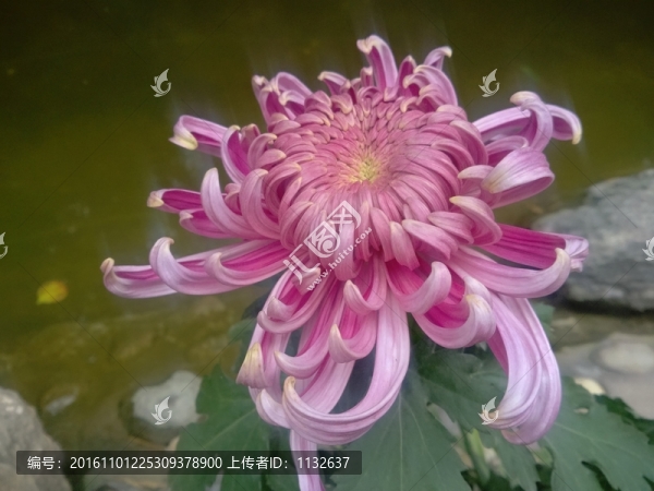 菊花