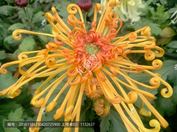 菊花