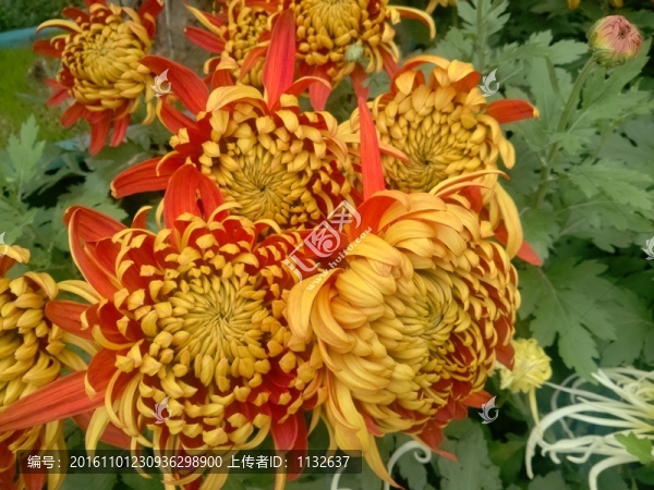 菊花