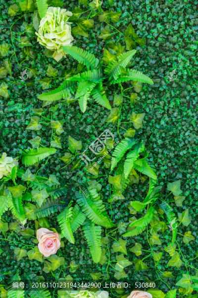綠色植物墻,花墻背景