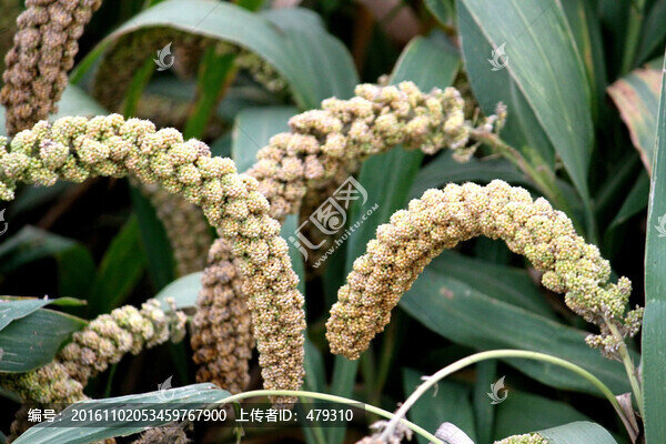 谷子,谷穗