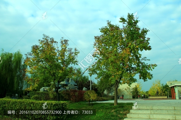 樹林