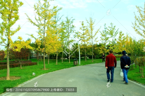 銀杏大道