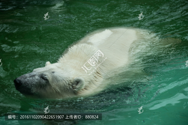 北極熊